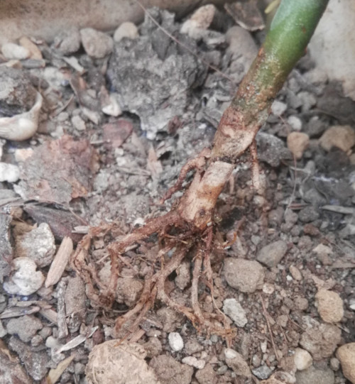 Once roots can be seen, it's easy to recognize rotten roots as they are darker